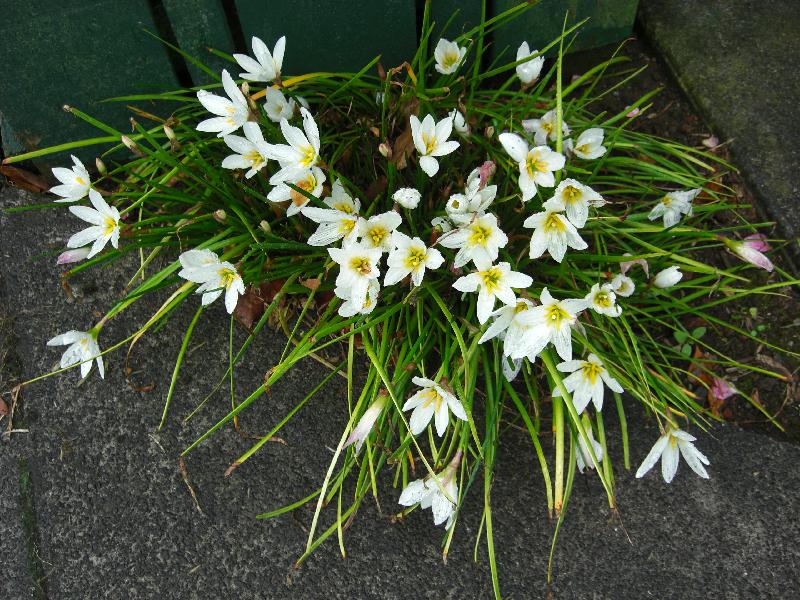 Zephyranthes candida (c) 2014 by Ina Crossley. Reproduced by permission.